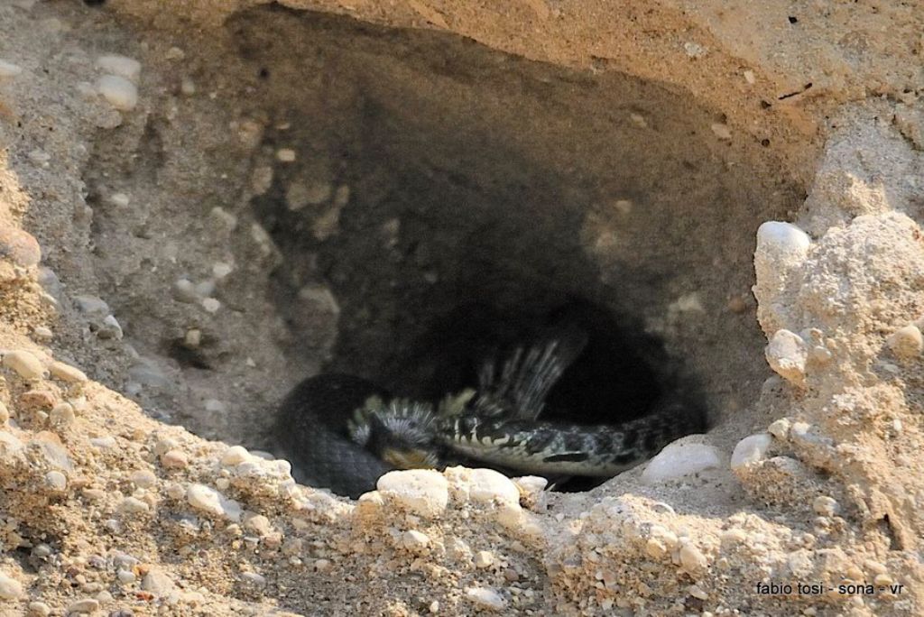 Il caparbio: predazione di biacco (foto-racconto)